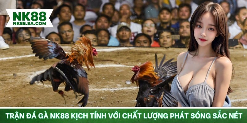 Trận đá gà NK88 kịch tính với chất lượng phát sóng sắc nét
